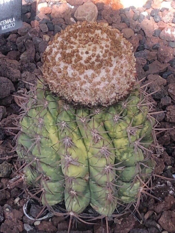 Melocactus 15