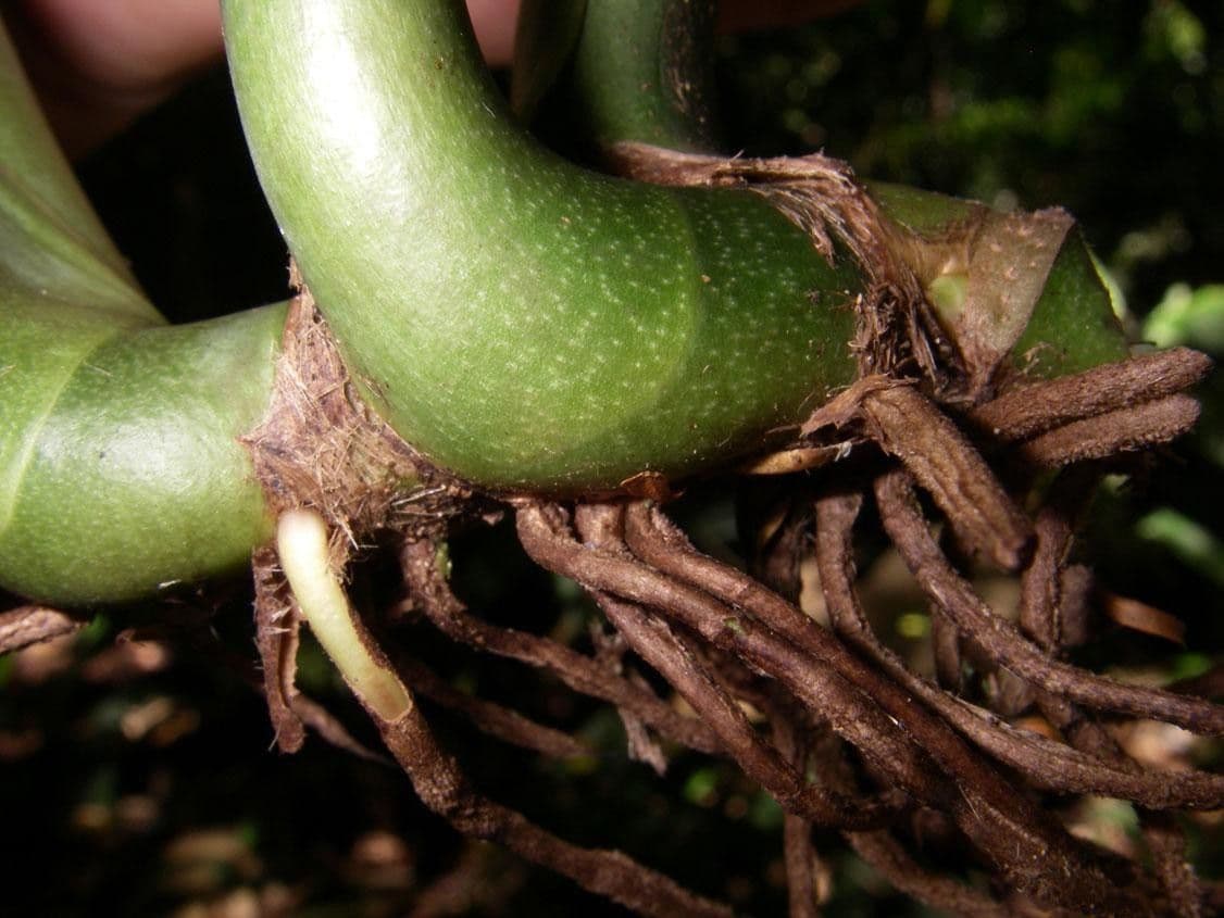 Monstera 2