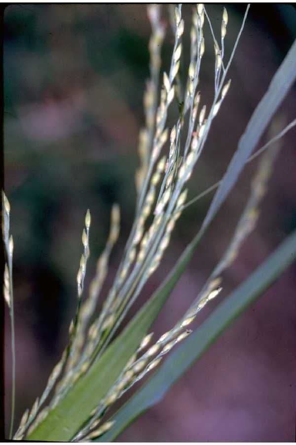 Panico autunnale 10