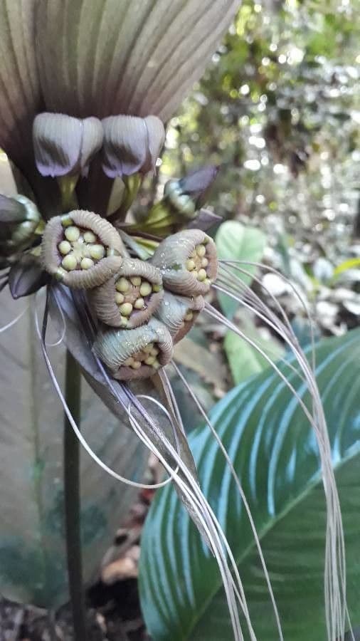 Tacca 5