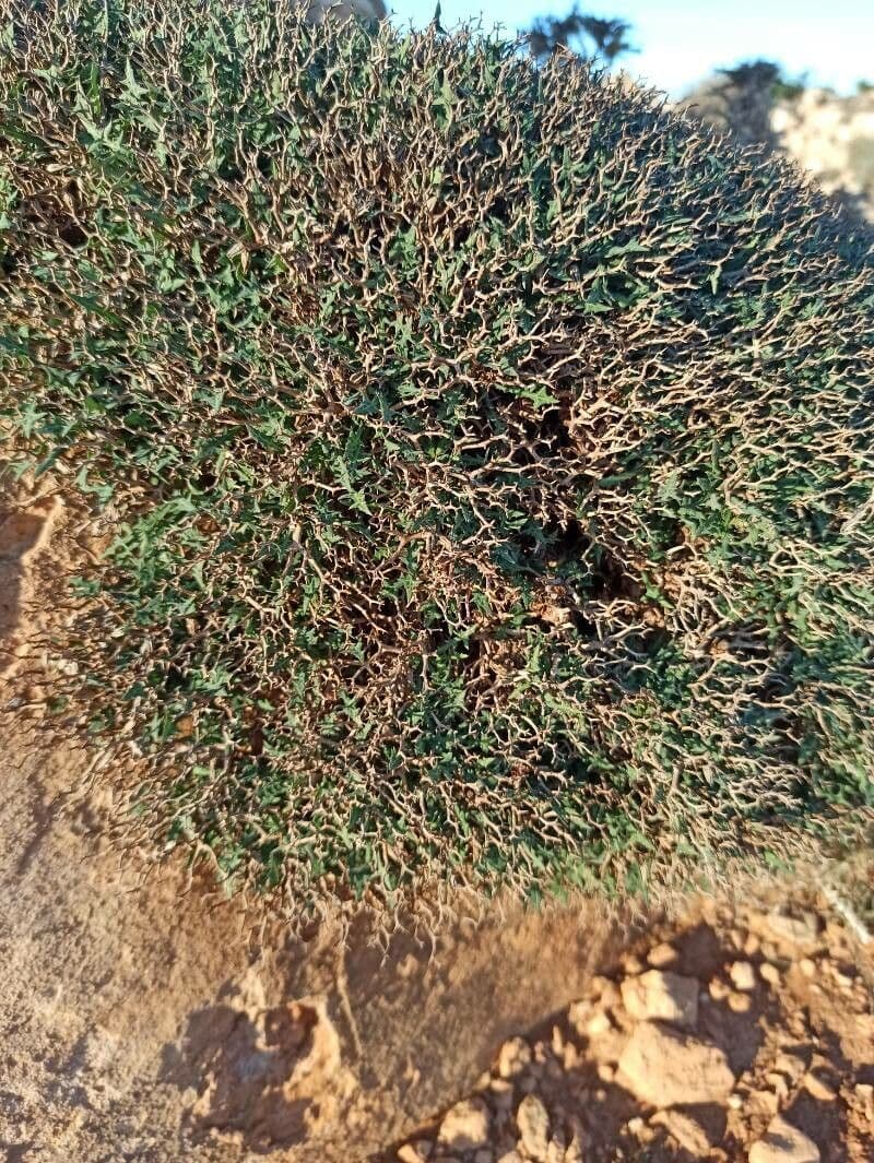 Astragalo 5