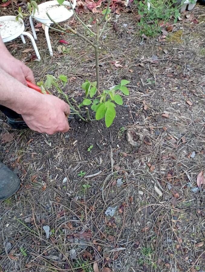 Rosa tomentosa 20