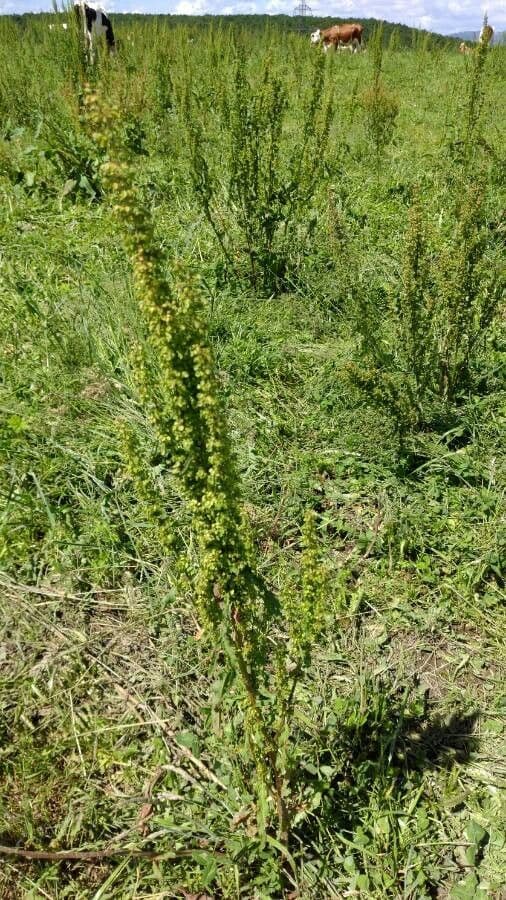 Komosa strzałkowata