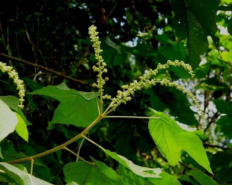 Croton 8