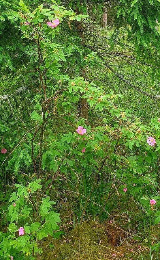 Rosa di maggio 16