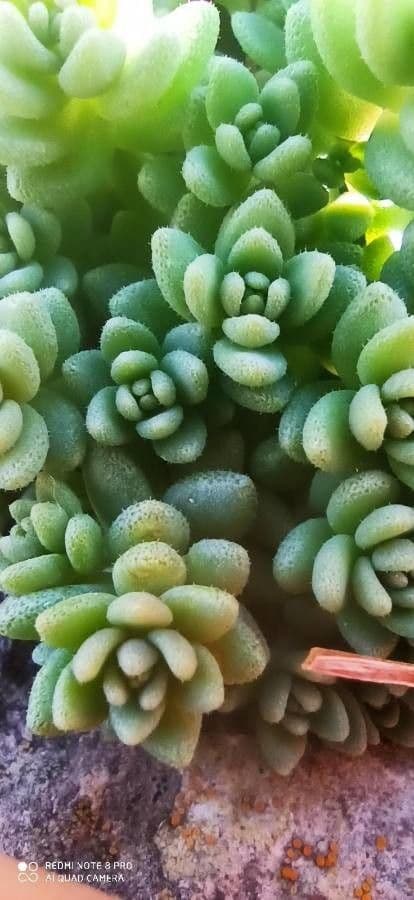 Borracina cinerea 19
