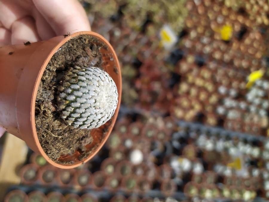 Turbinicarpus 2