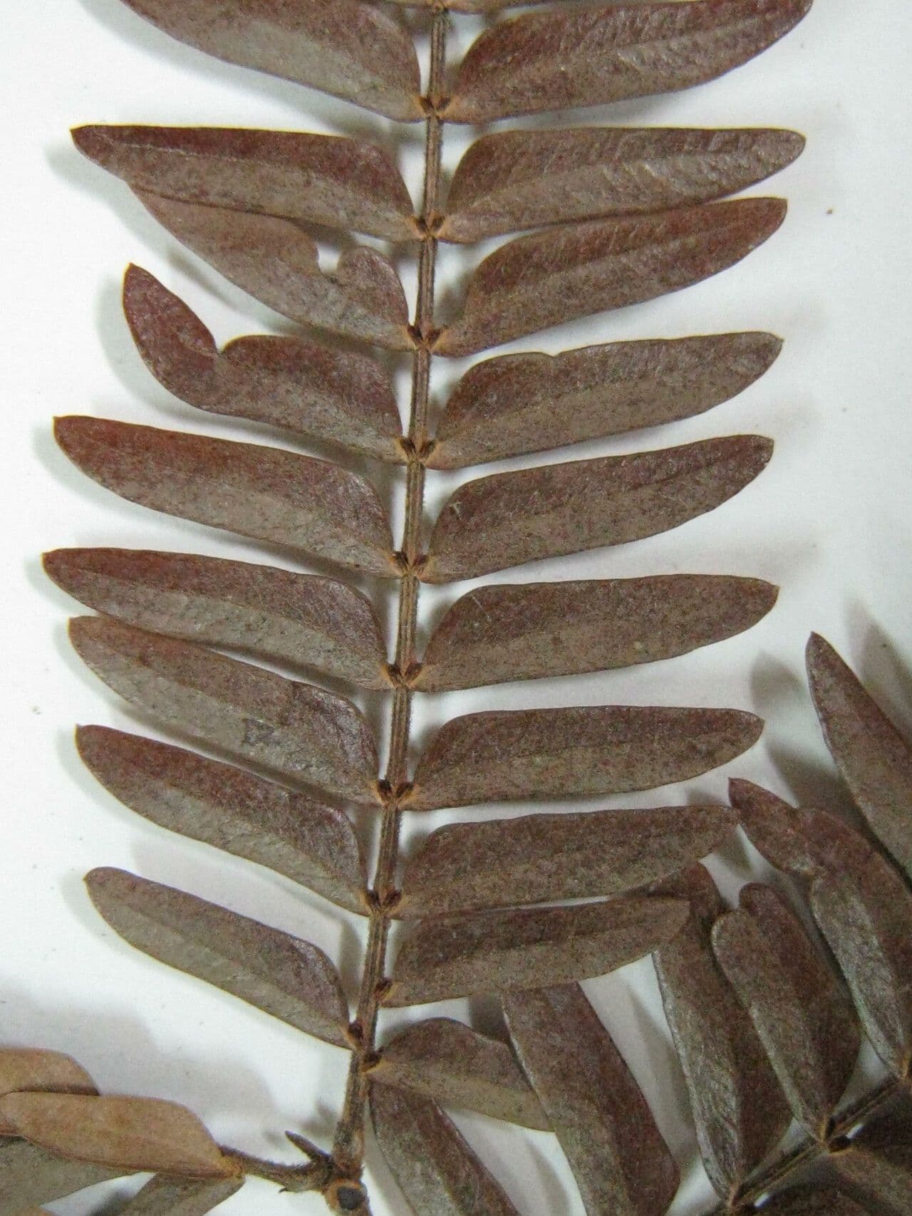 Macrosamanea puberulenta 2
