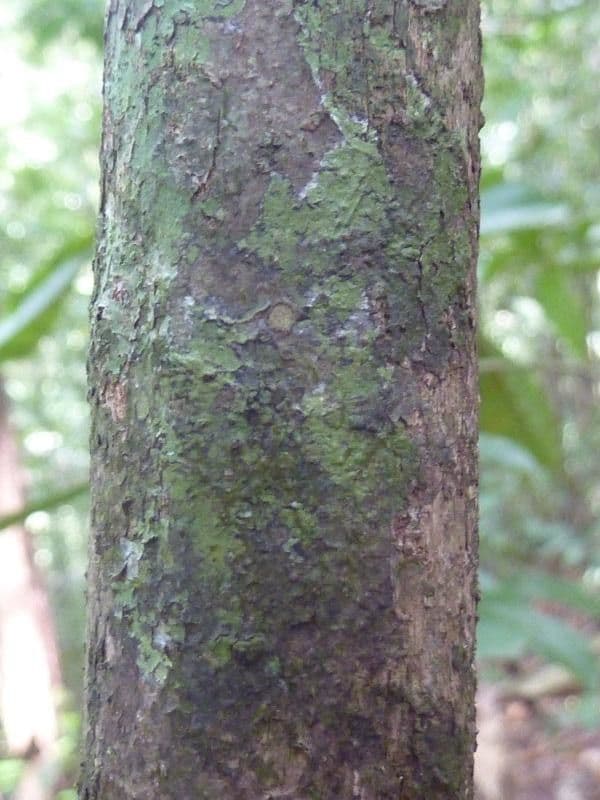 Rinorea 11