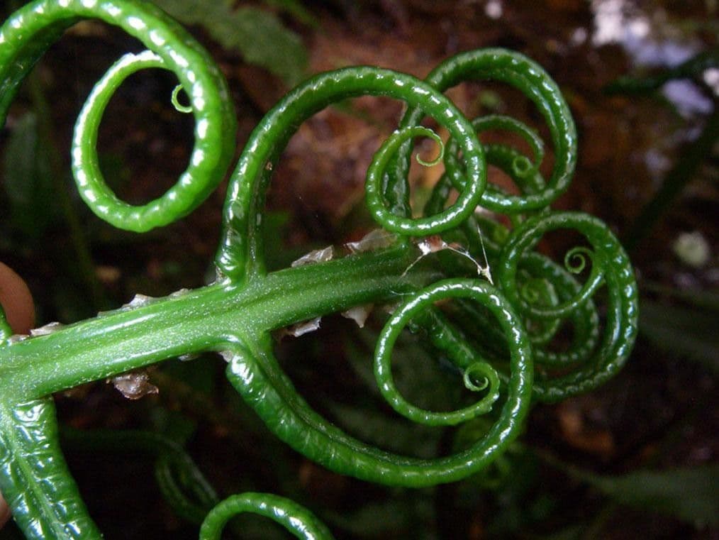 Stigmatopteris 9