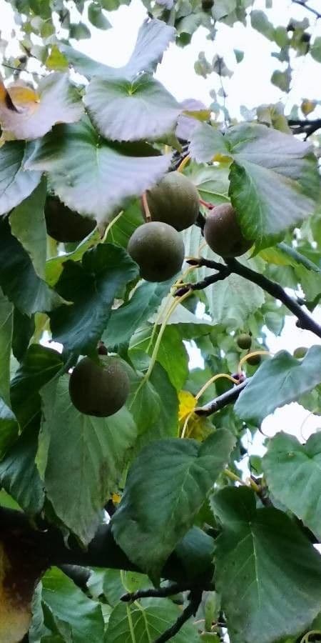 Taschentuchbaum 5