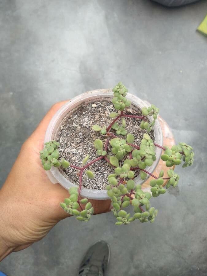 Crassula expansa 9