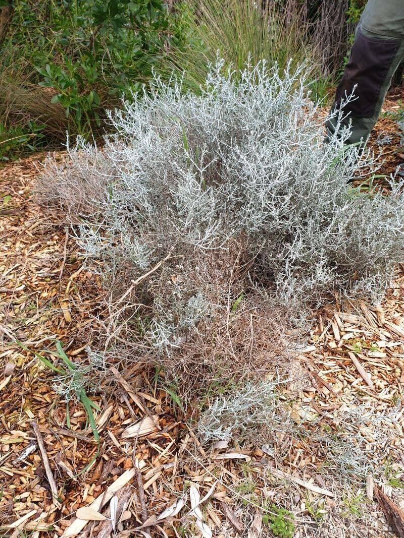 Buisson coussin 13