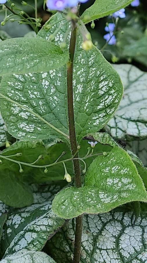 Brunnera macrophylla 22