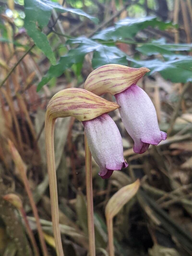 Aeginetia indická