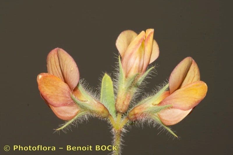 Lupino 9