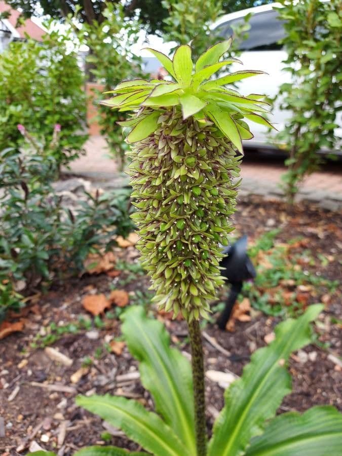Eucomis 4