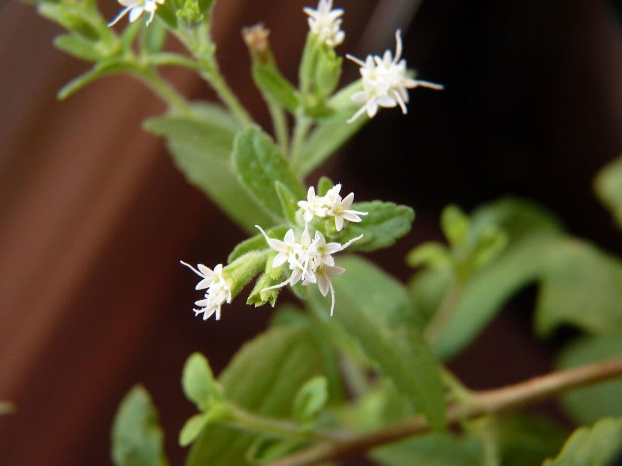 Stevia 25