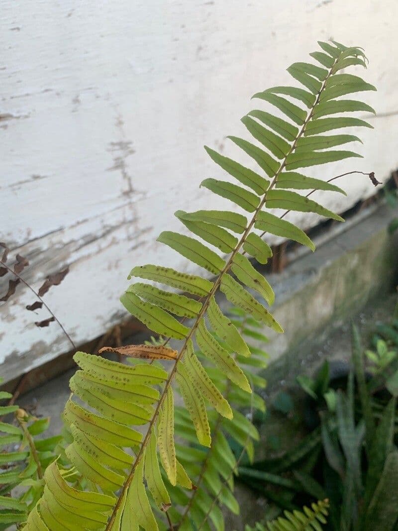 Nephrolepis bruno 3