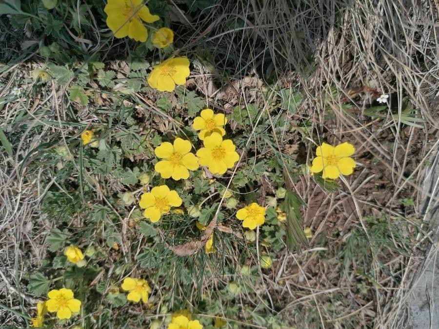 Potentilla eptafilla 3