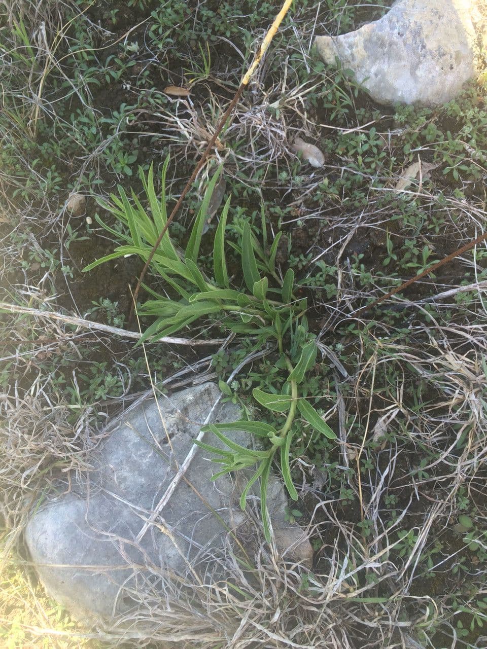 Asclepias asperula 13