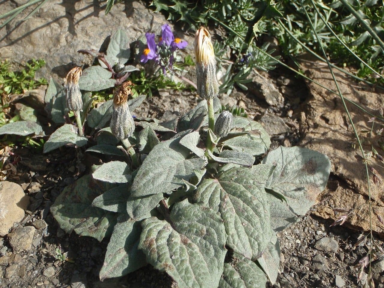Crepis aurea 7