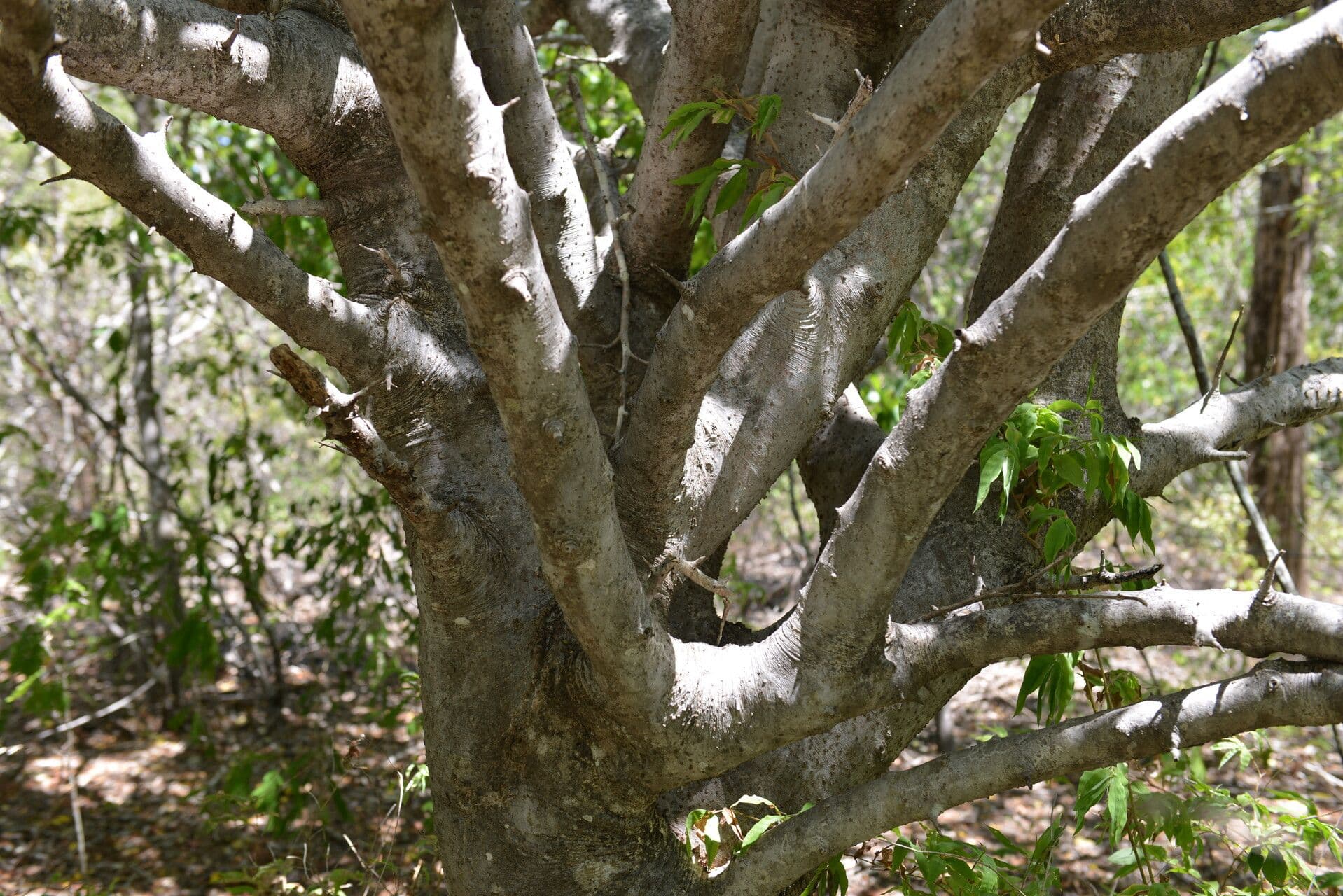 Bursera tomentosa 12