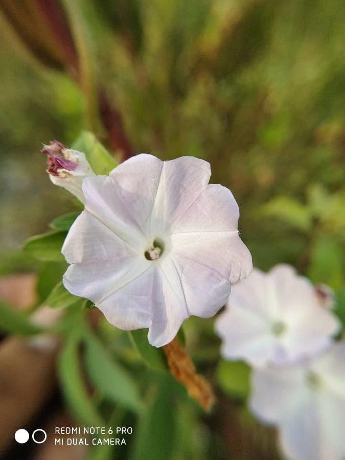 Ipomoea tmavá 8