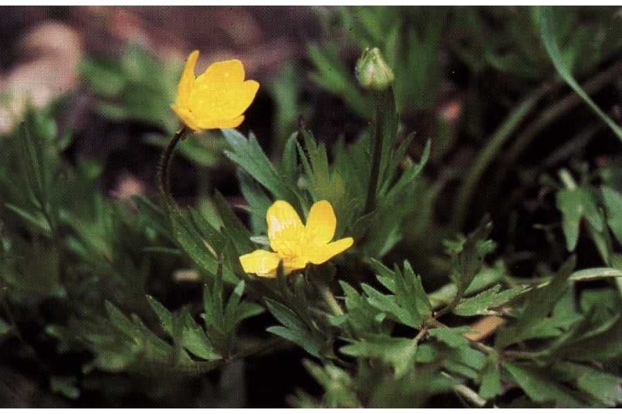 Ranuncolo dal becco dritto 8