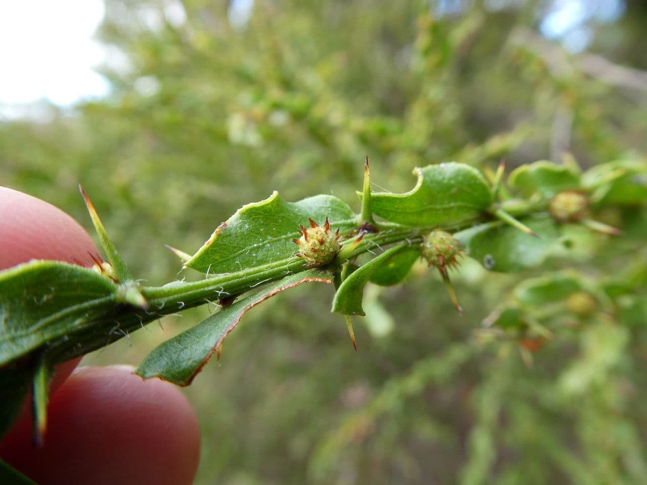 Acacia paradoxa 14