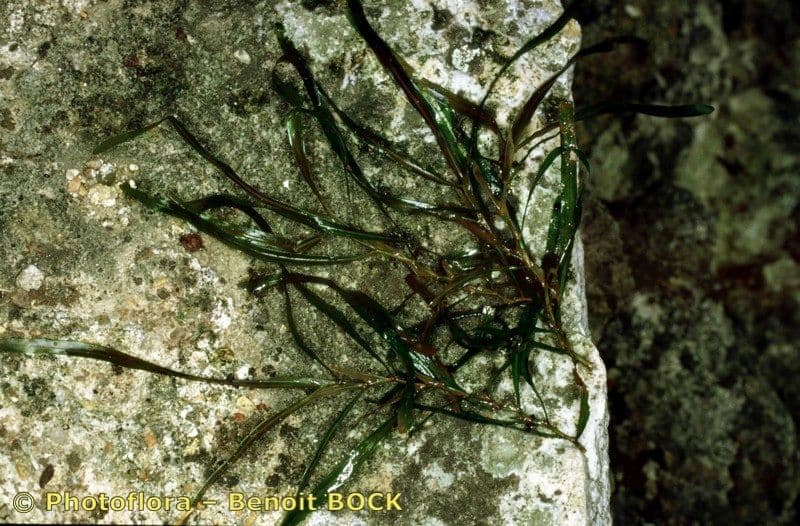Erba-coltella ottusa 9