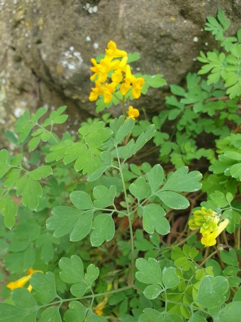 Colombina gialla 17