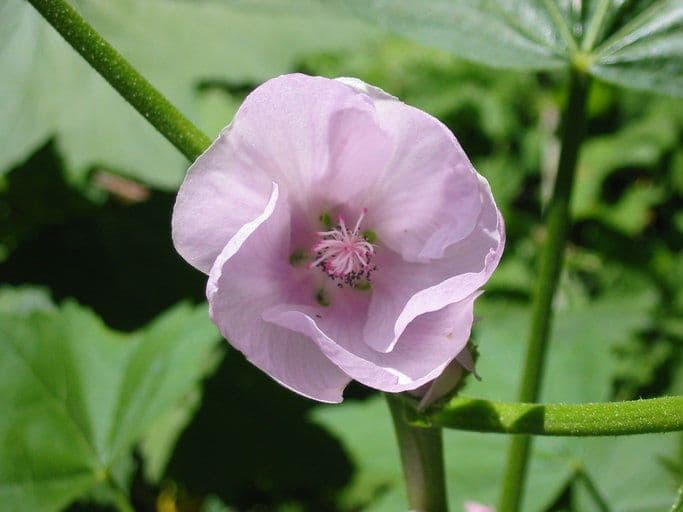 Iliamna
