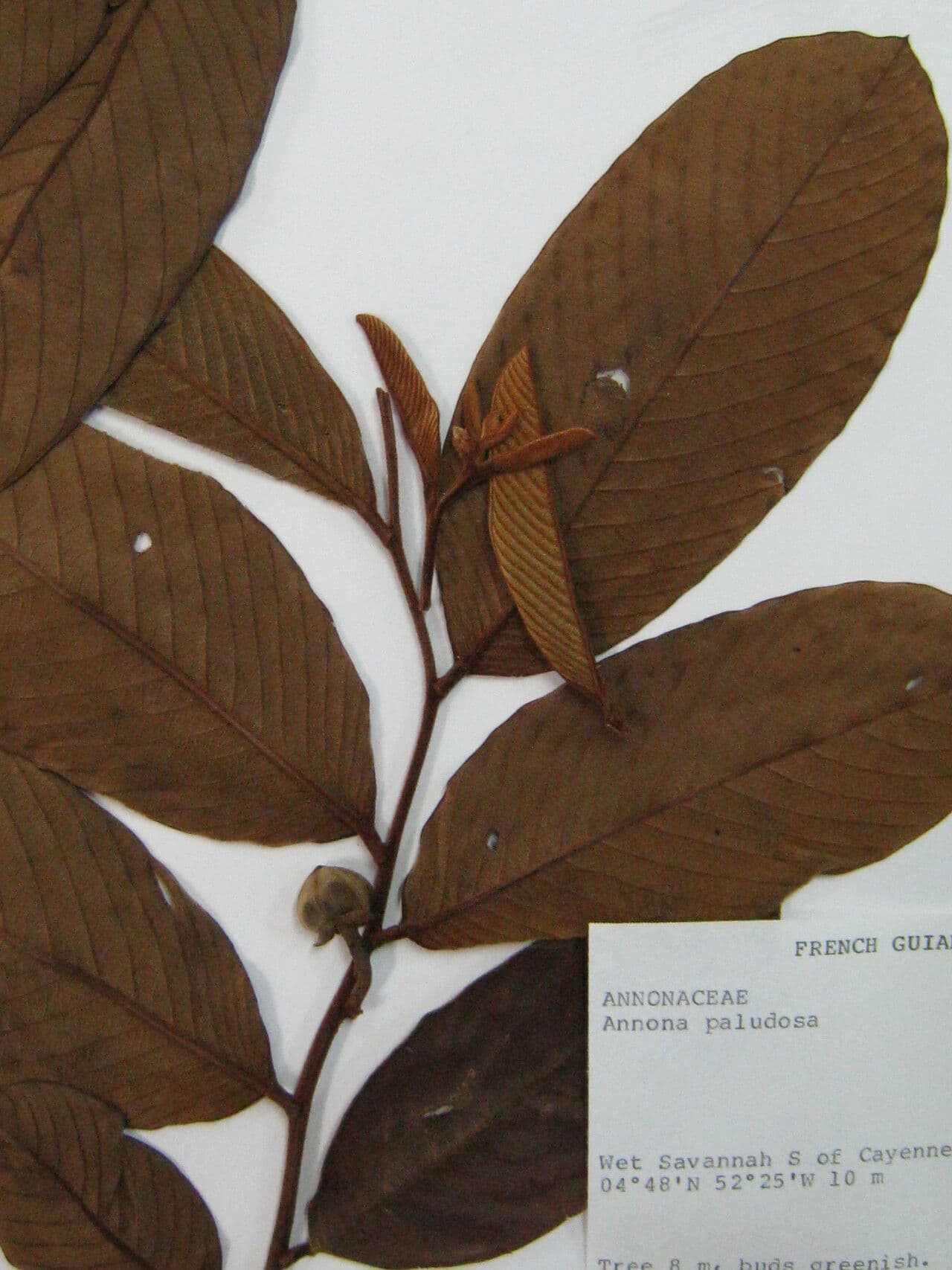 Annona 4