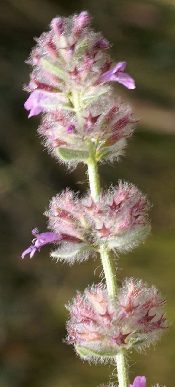 Micromeria 2