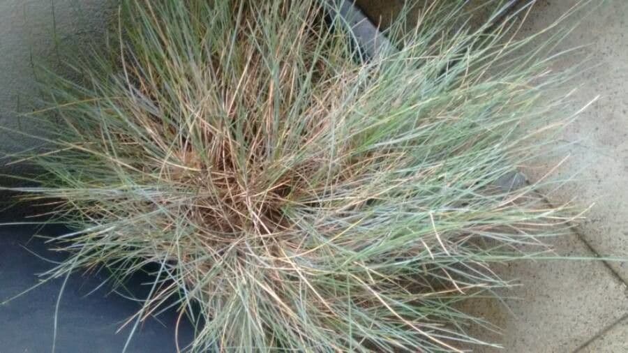 Muhlenbergia rigens 7