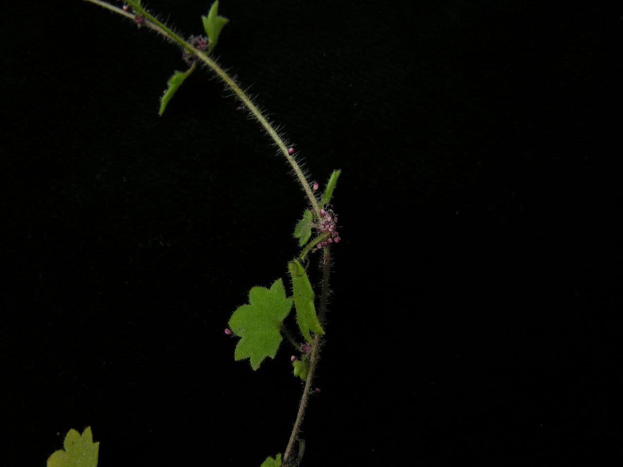 Steinbrech 5