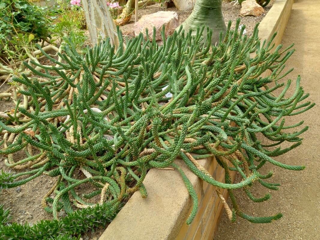 Cabeza de Medusa 8