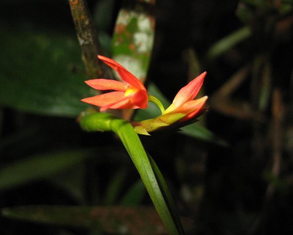 Scaphyglottis 8