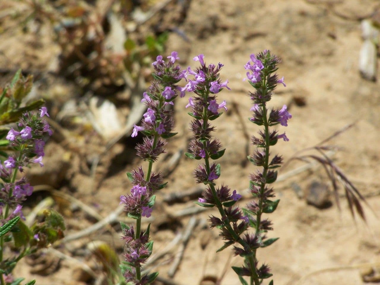 Micromeria 5
