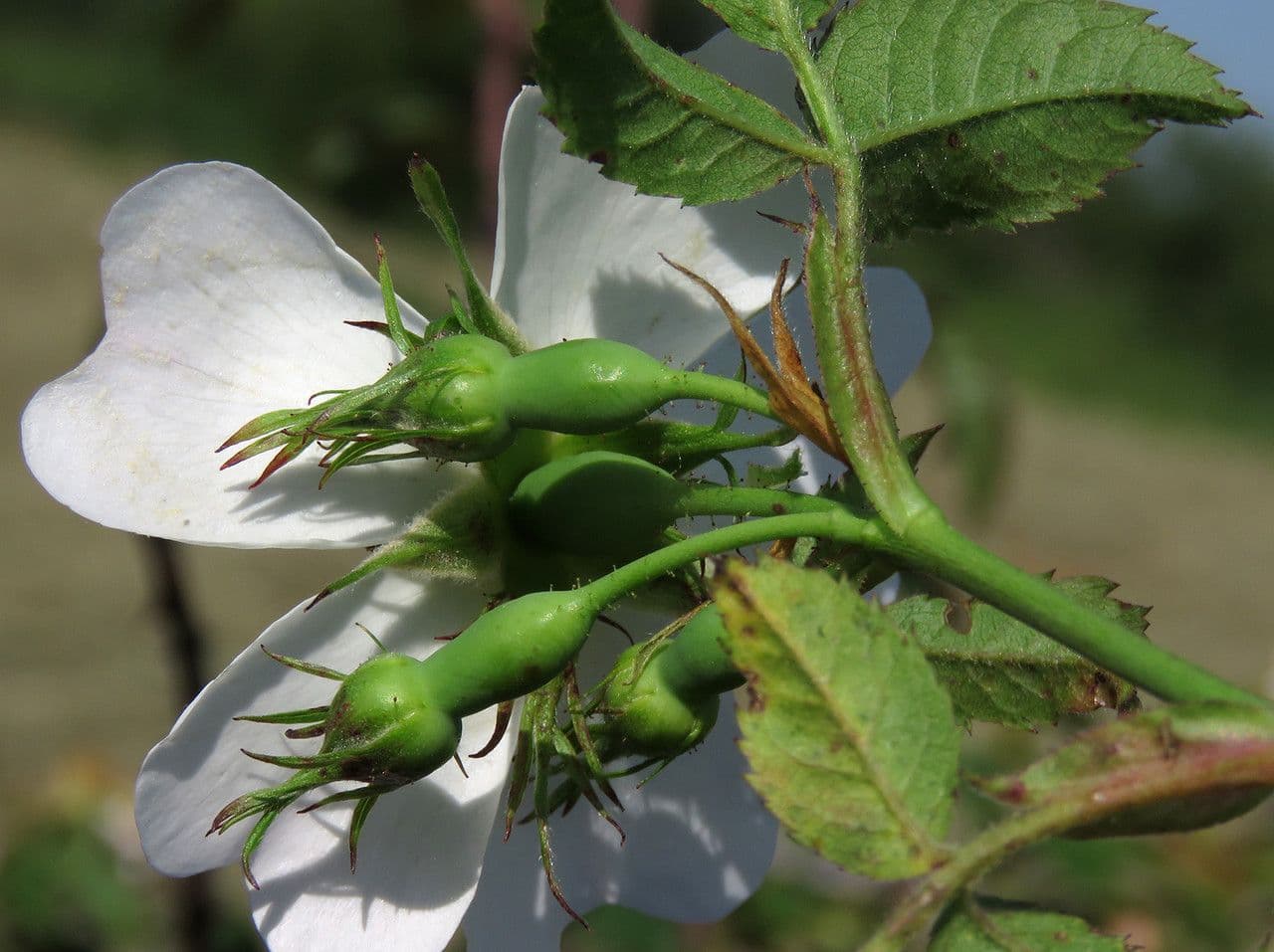 Rosa 10