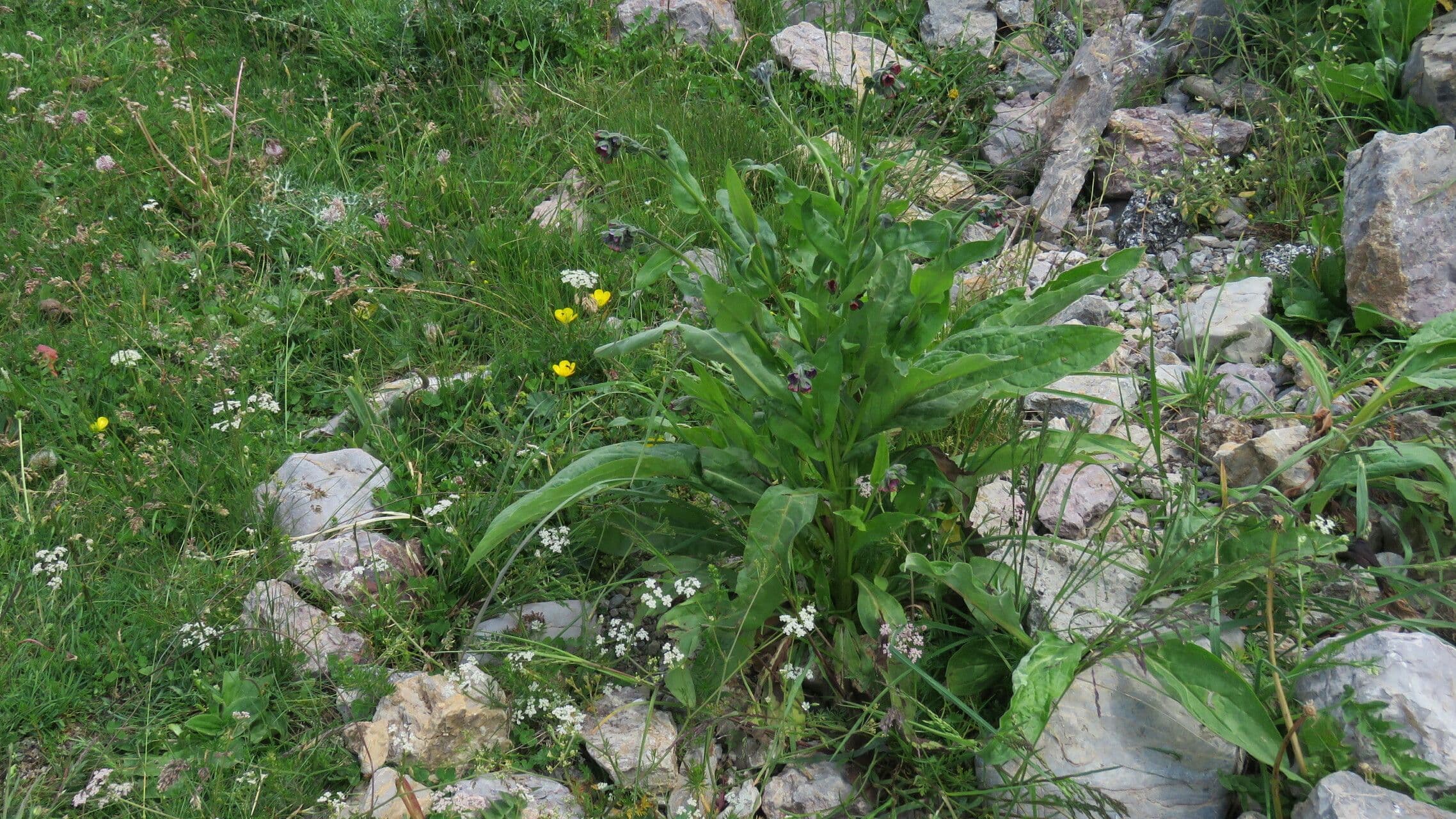 Cinoglosa 13