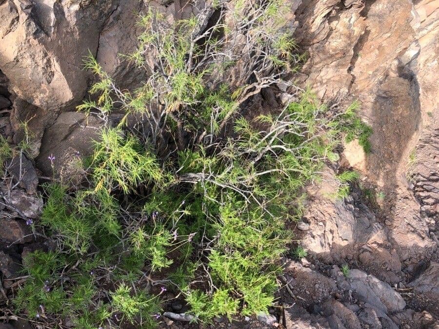 Ambrosia monogira