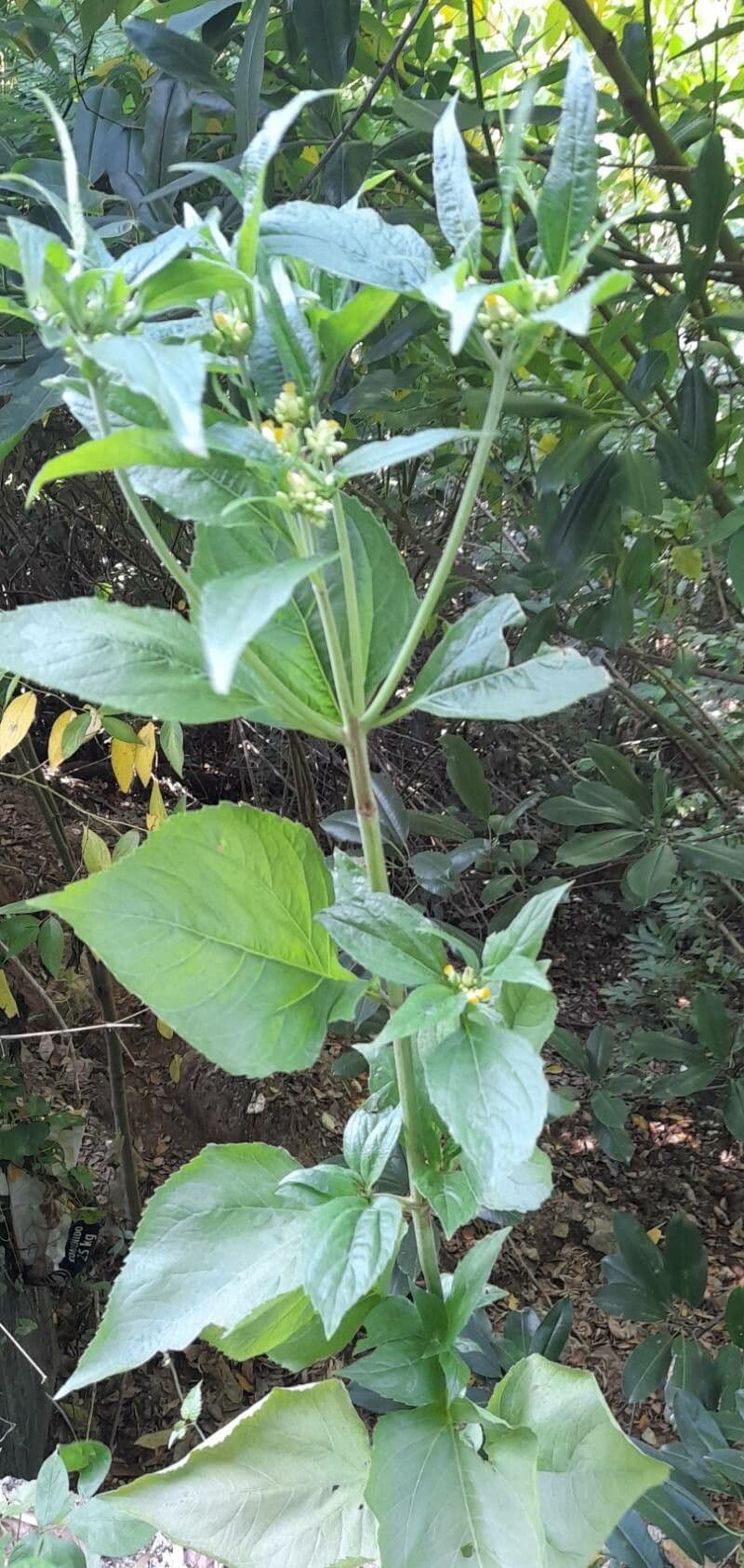 Schistocarpha 7