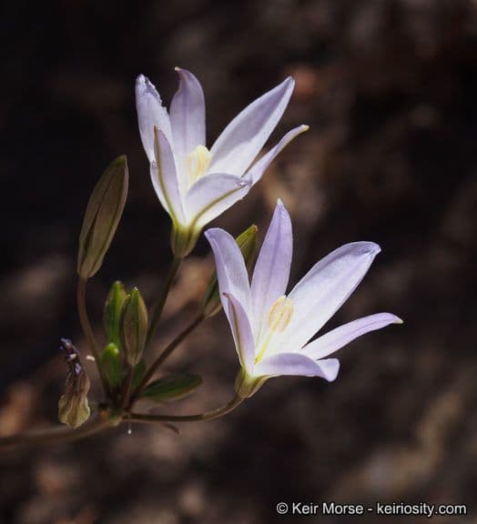 Brodiaea