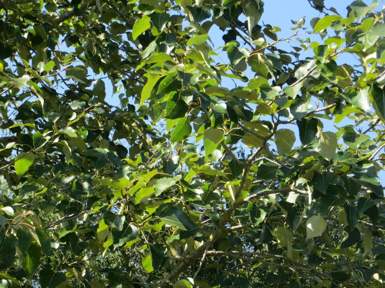 Pioppo nero 8
