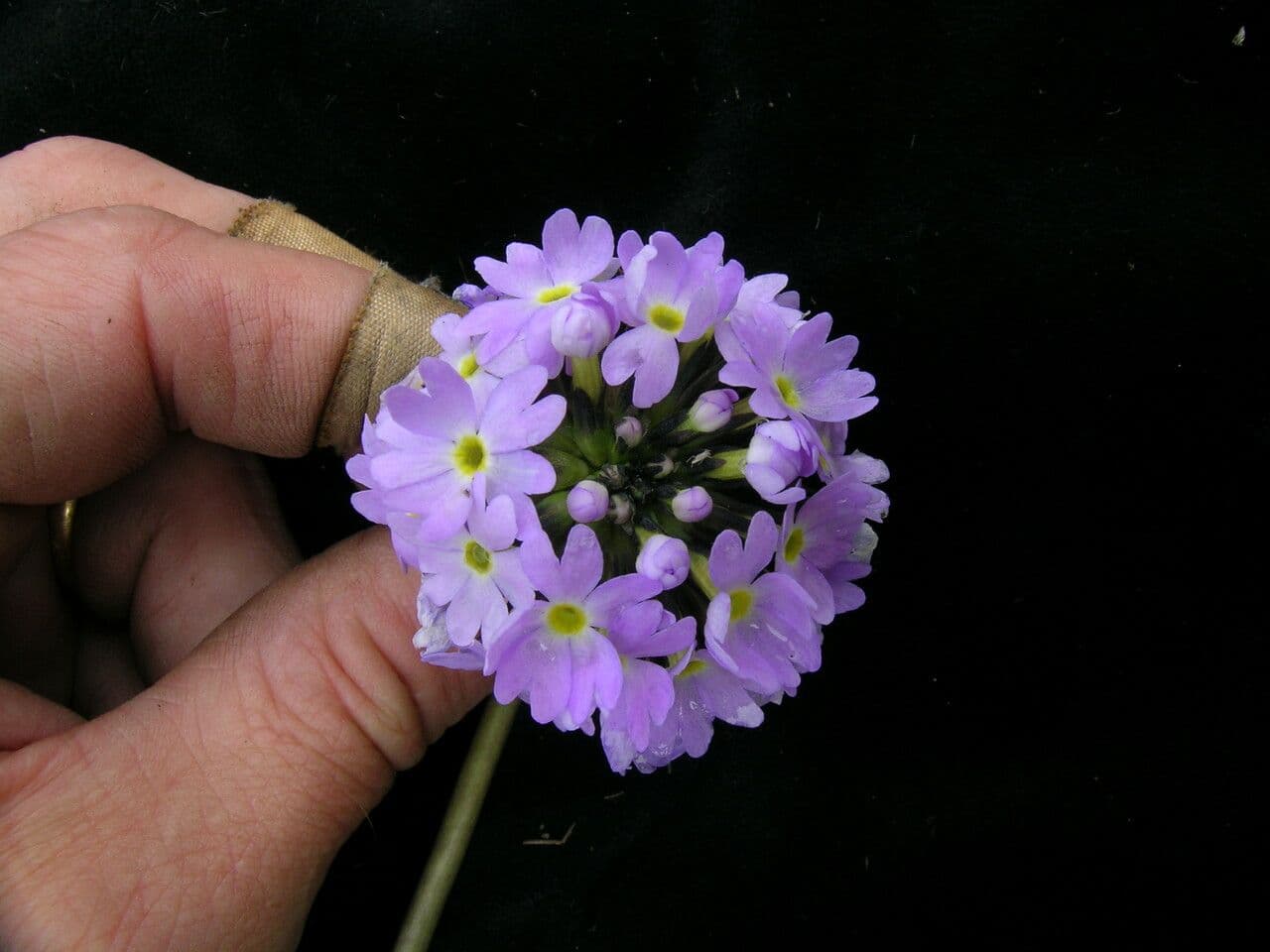 Primula denticolata 16