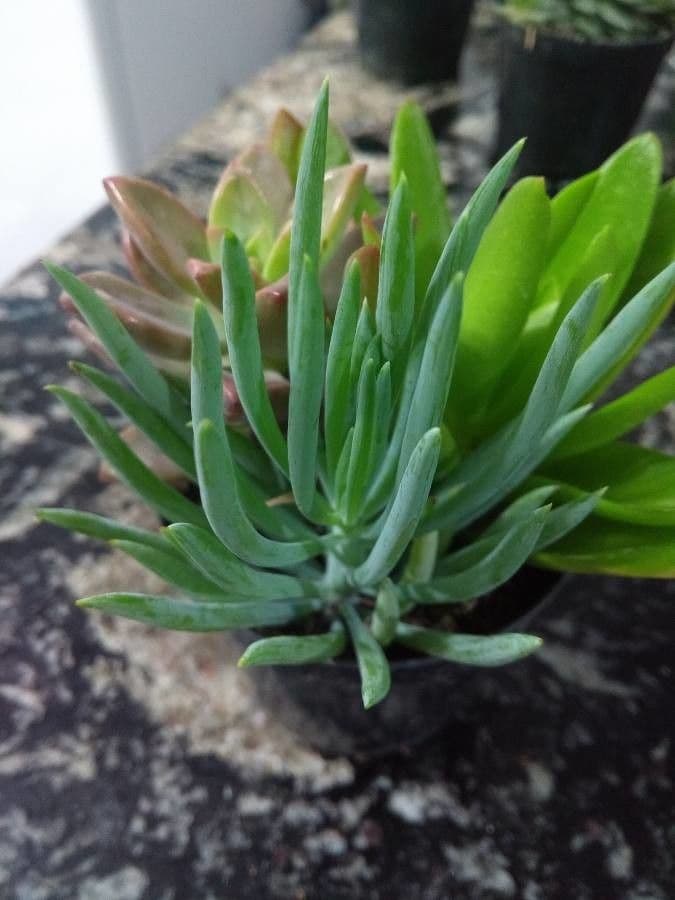 Dudleya 3