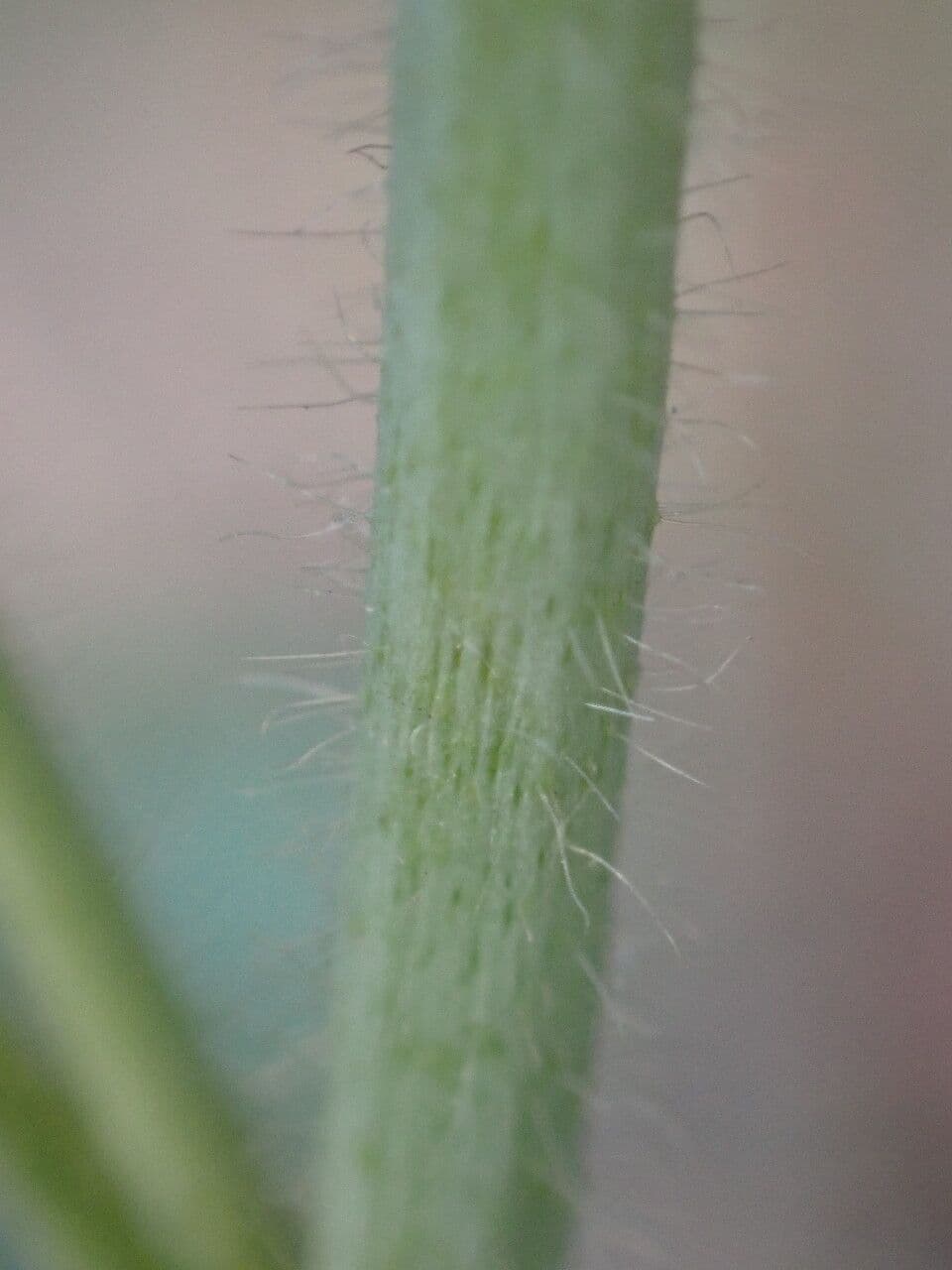 Malva moscata 23