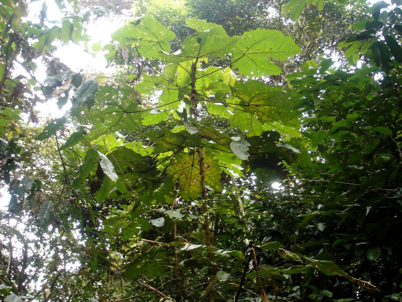 Macaranga